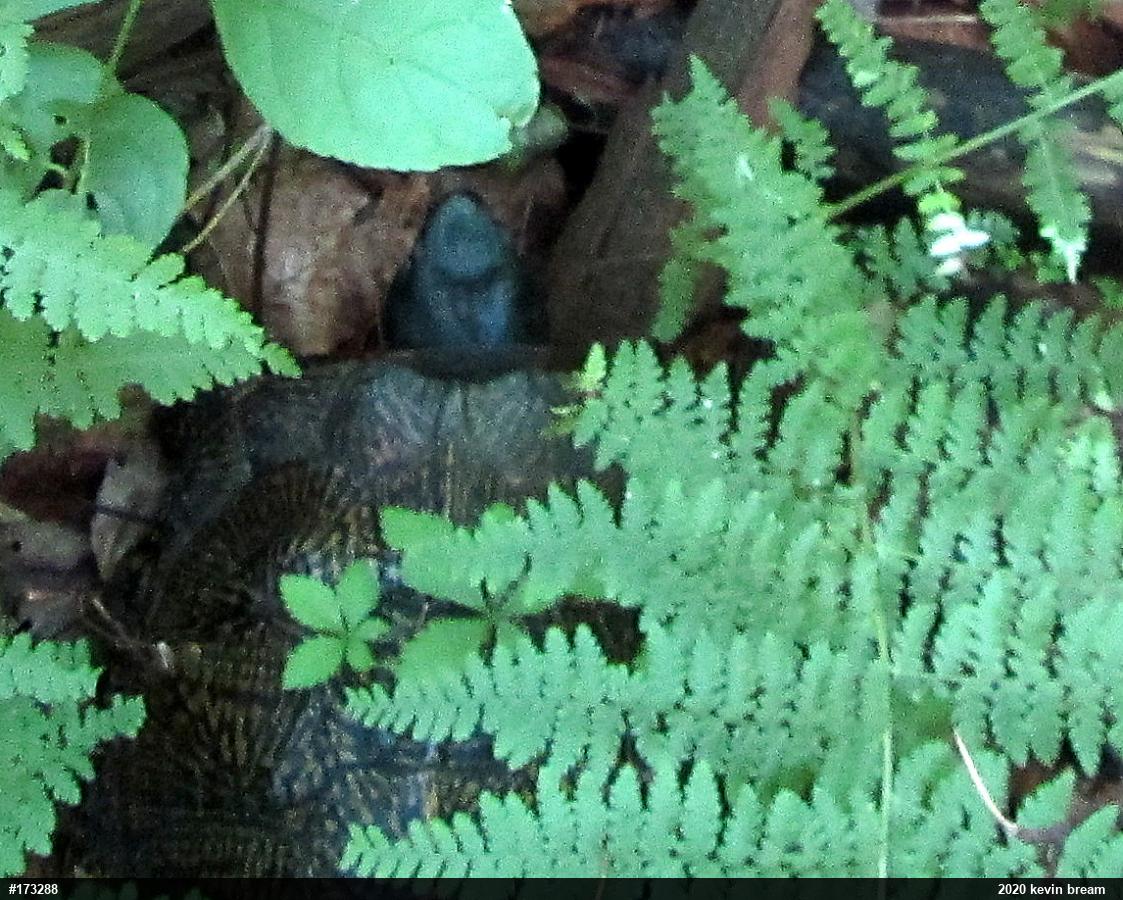 Wood Turtle