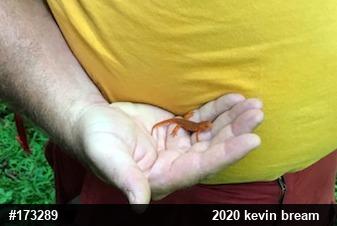 Red-spotted Newt