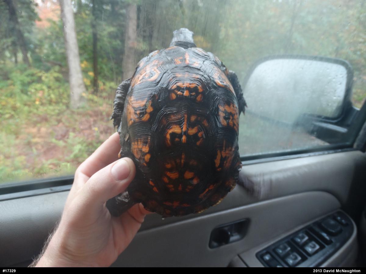 Eastern Box Turtle