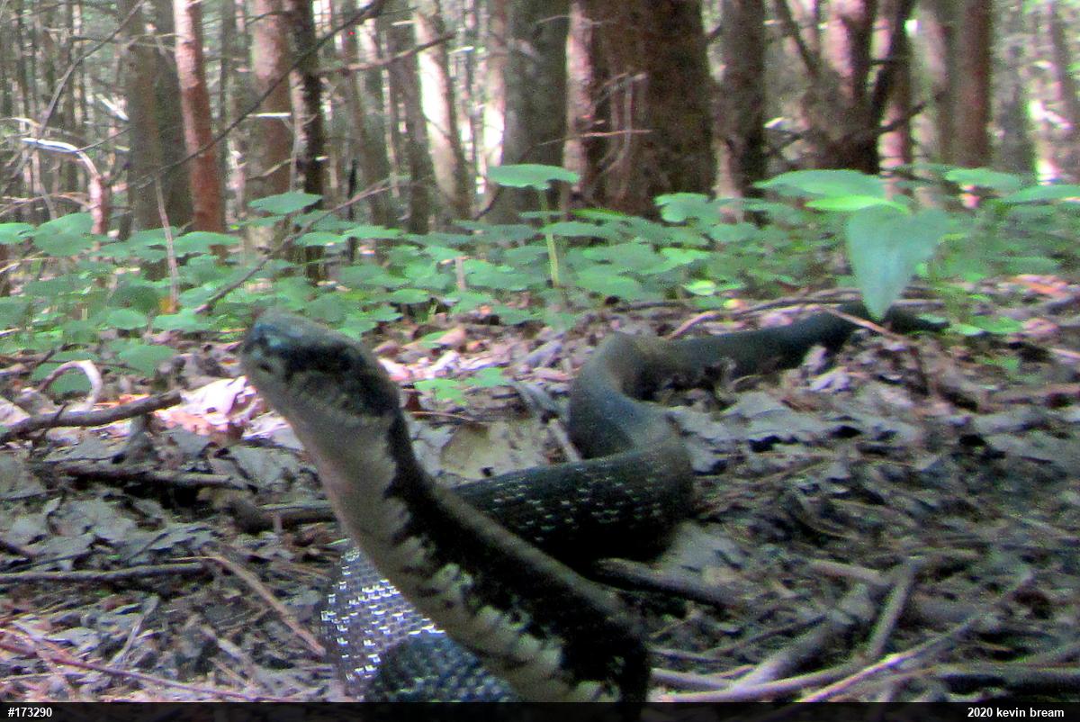 Eastern Ratsnake