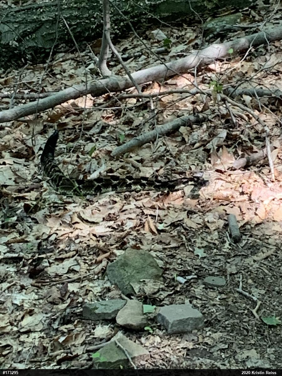 Timber Rattlesnake