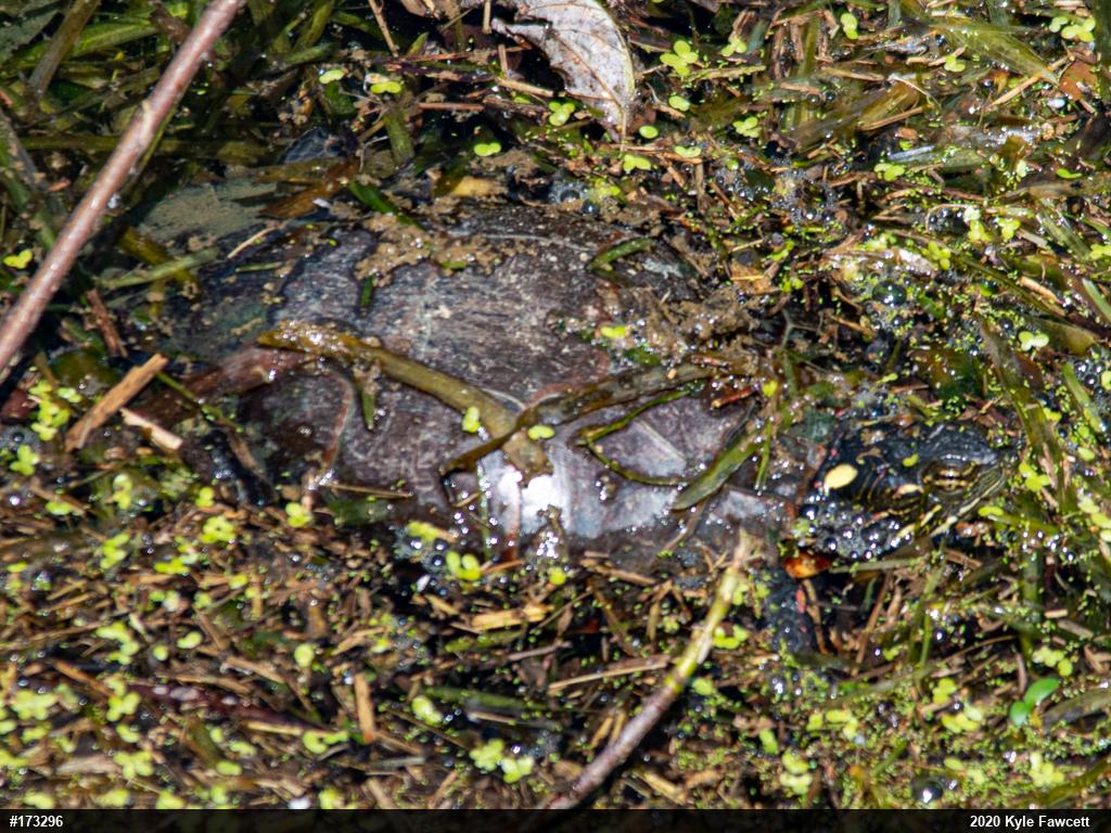 Painted Turtle