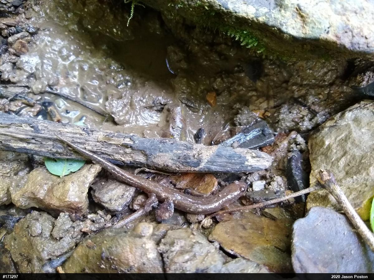 Northern Dusky Salamander