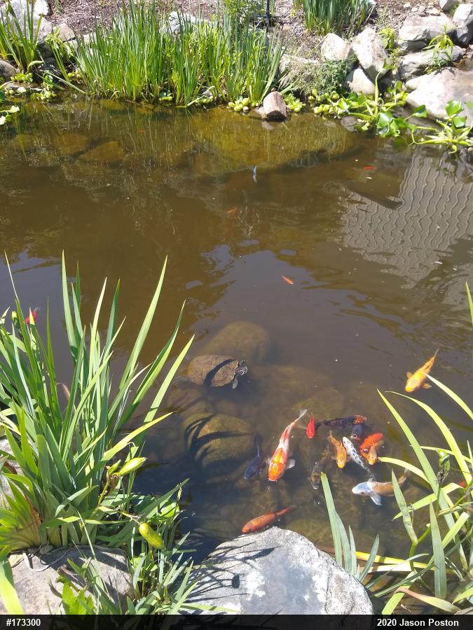 Red-eared Slider