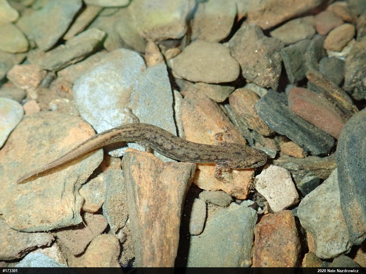 Northern Two-lined Salamander