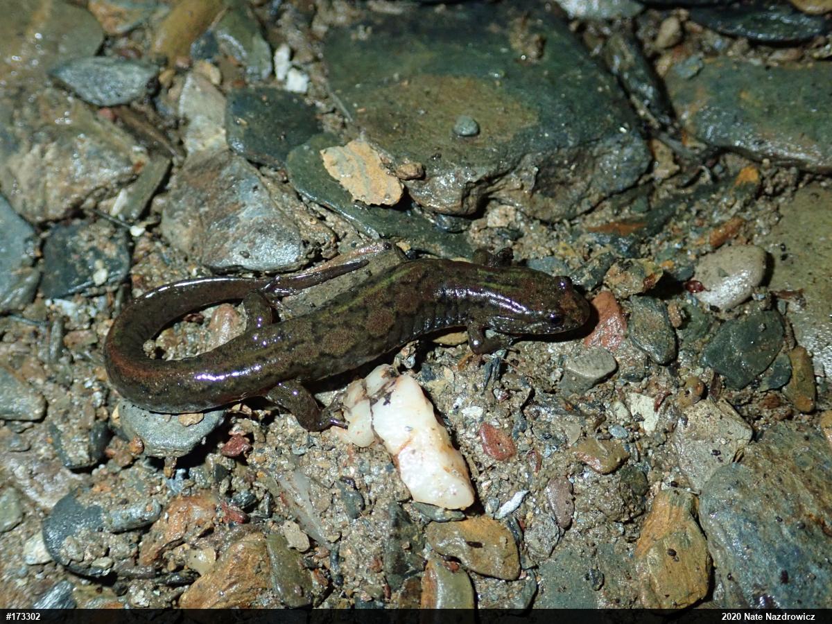 Northern Dusky Salamander
