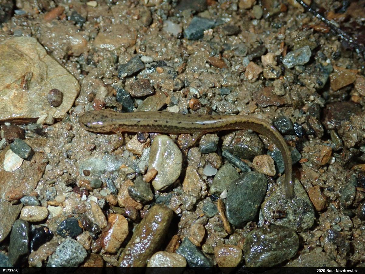Northern Two-lined Salamander
