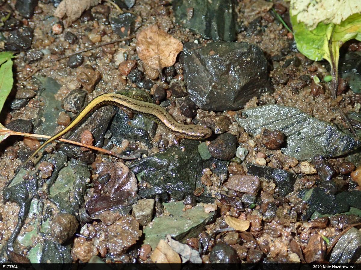 Northern Two-lined Salamander