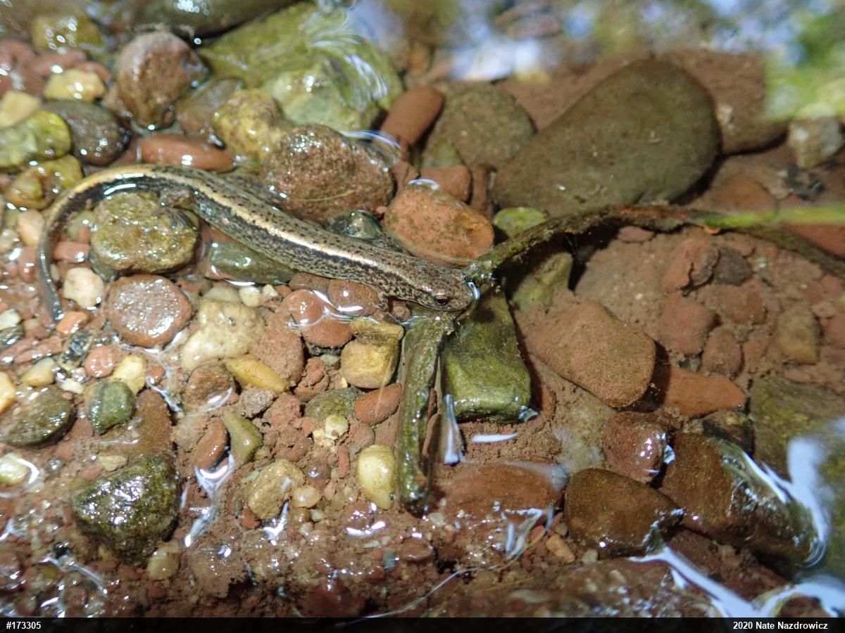 Northern Two-lined Salamander