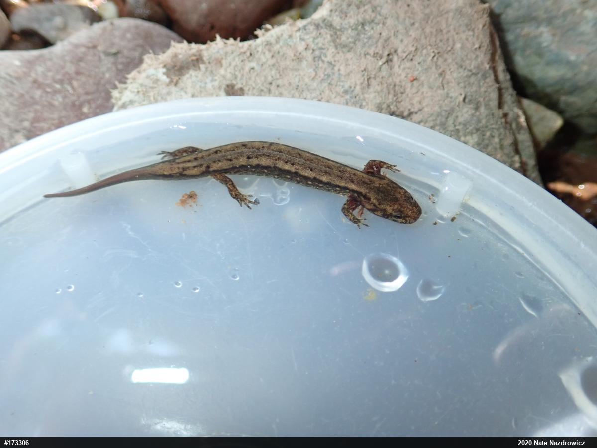 Northern Two-lined Salamander