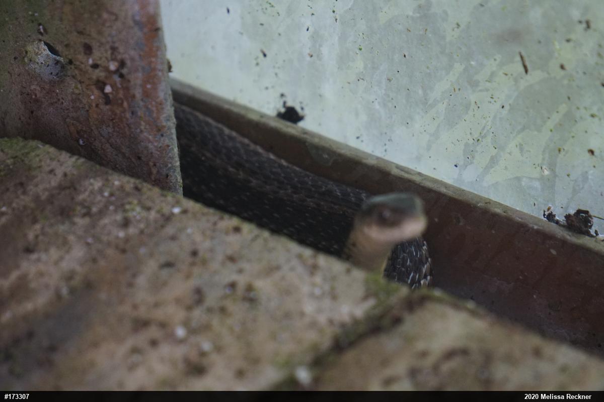 Eastern Gartersnake