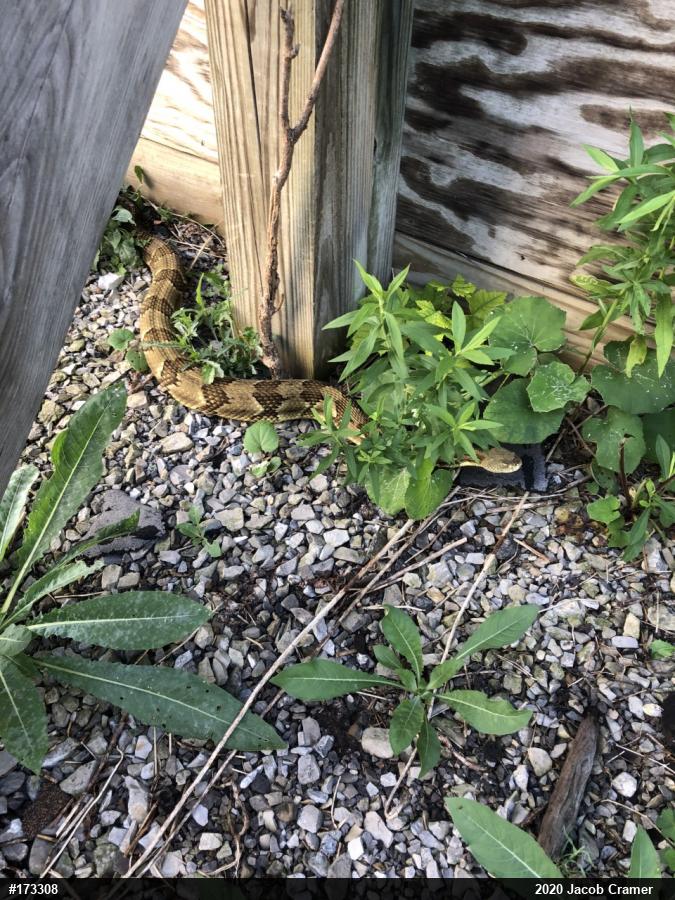 Timber Rattlesnake