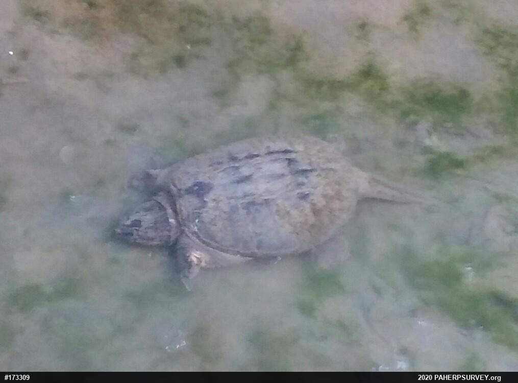 Snapping Turtle