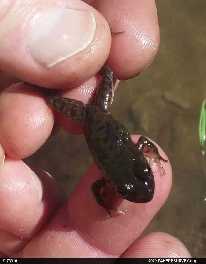 Green Frog