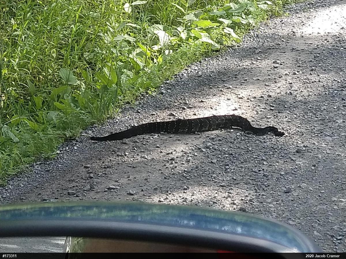 Timber Rattlesnake