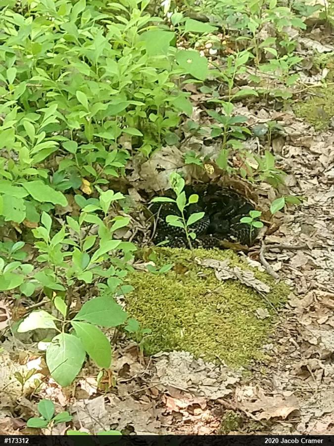 Timber Rattlesnake
