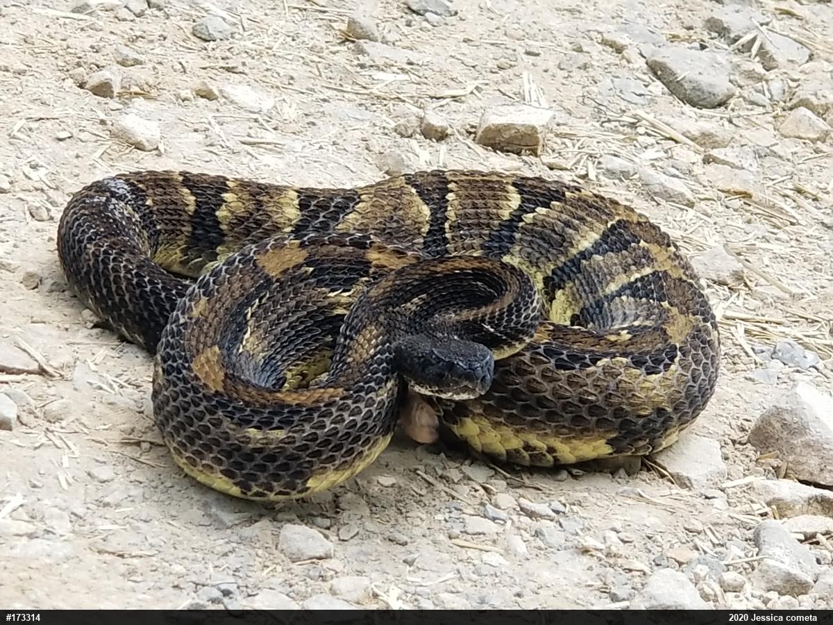Timber Rattlesnake