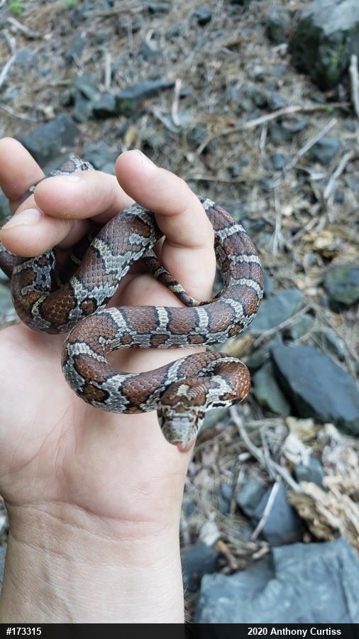 Eastern Milksnake