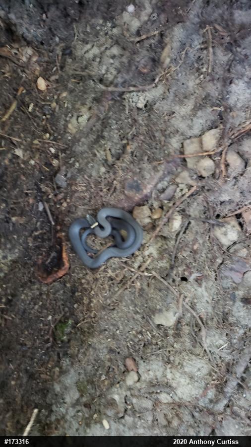 Northern Ring-necked Snake