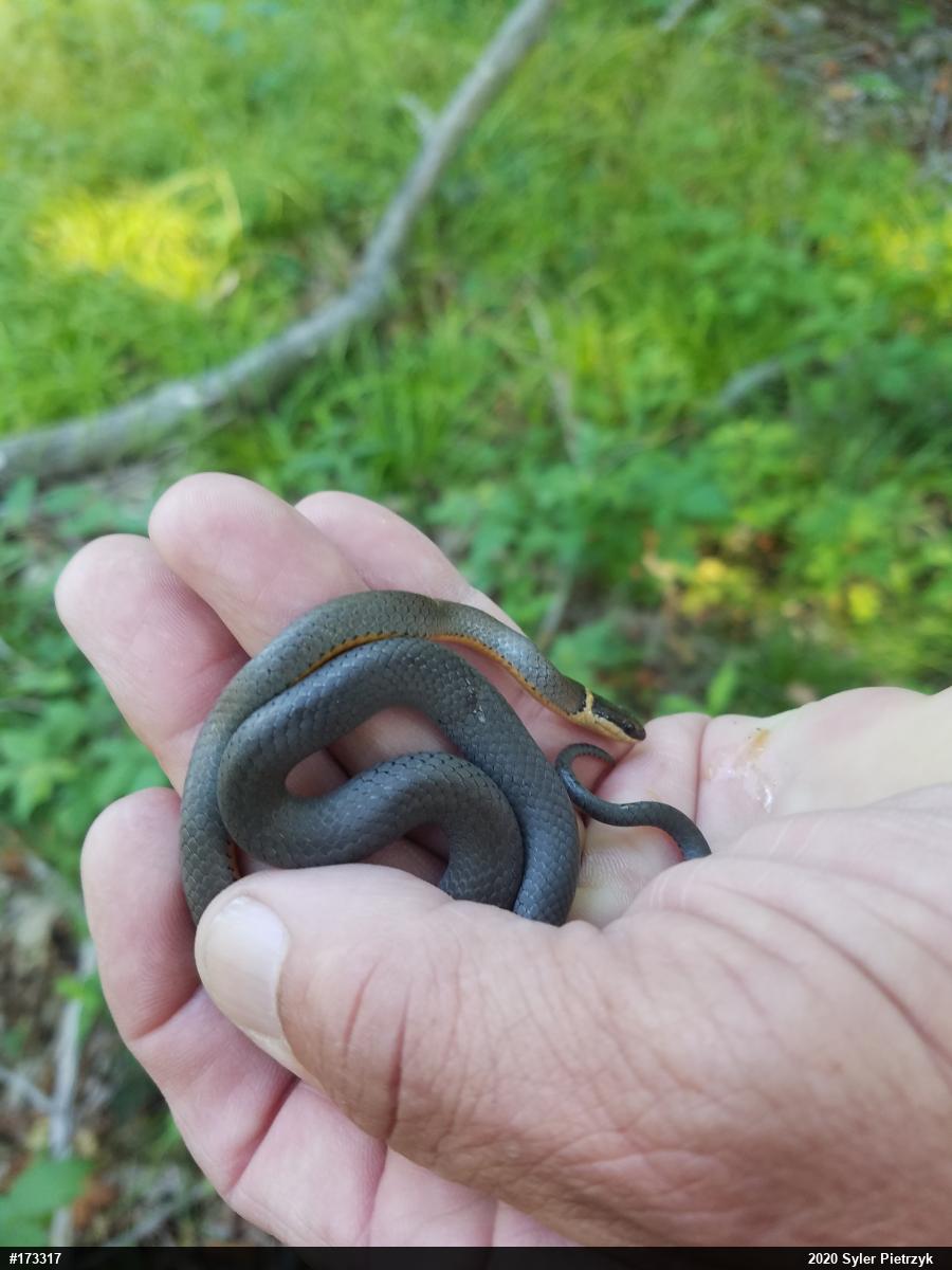 Northern Ring-necked Snake