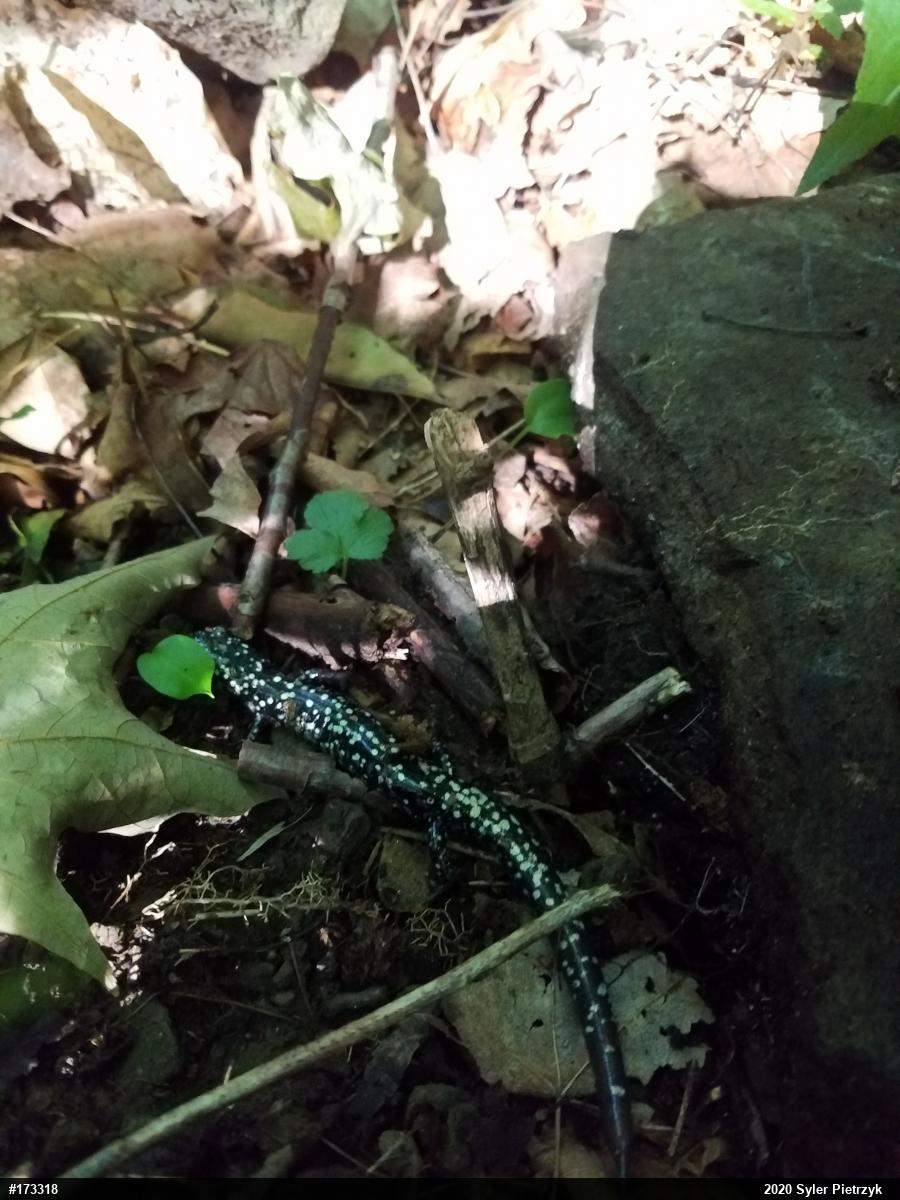 Northern Slimy Salamander