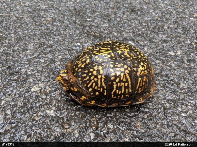 Eastern Box Turtle