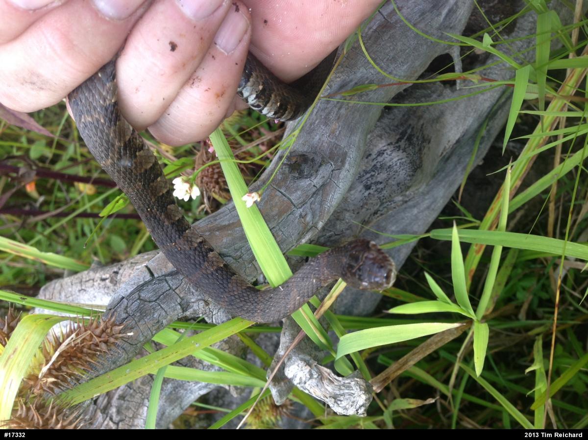 Northern Watersnake