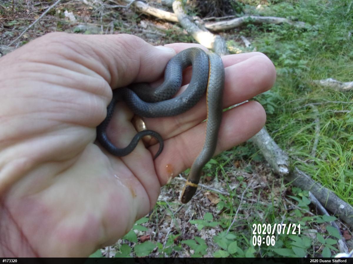 Northern Ring-necked Snake