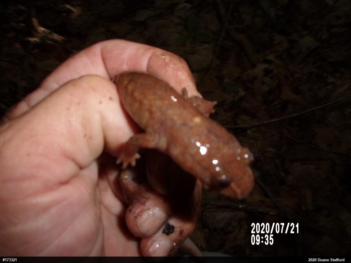Northern Spring Salamander
