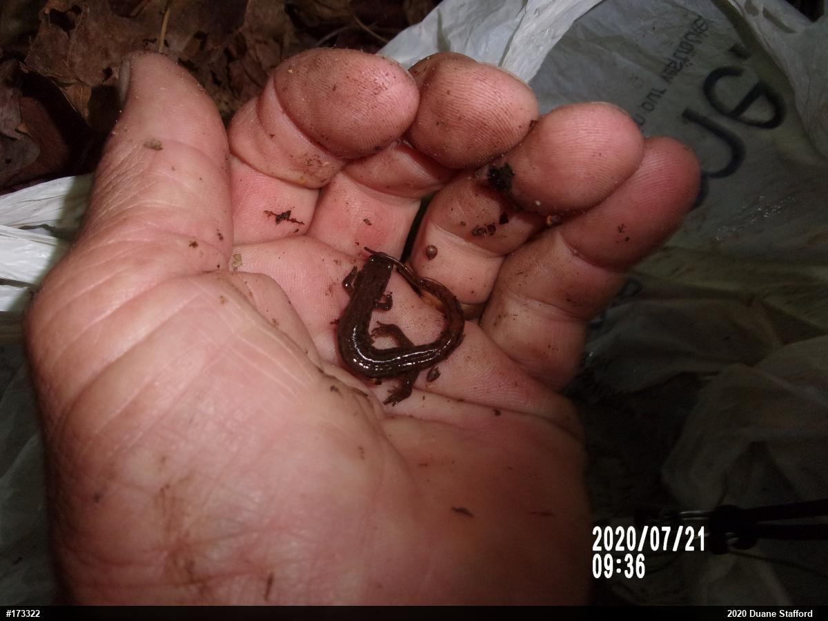 Northern Dusky Salamander
