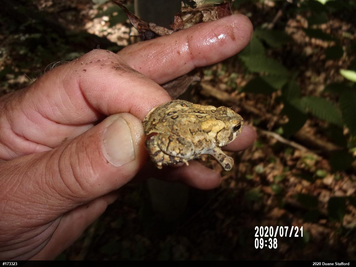 Eastern American Toad