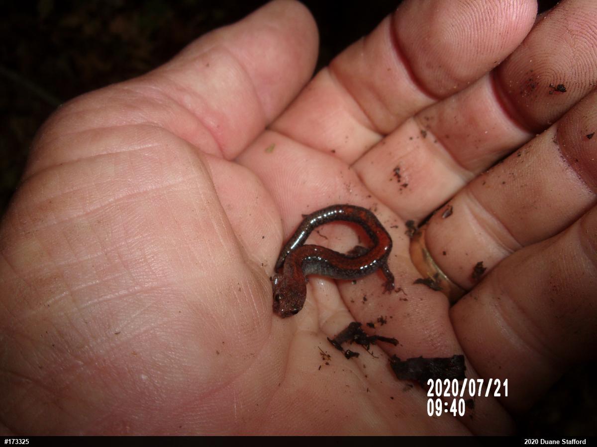 Eastern Red-backed  Salamander
