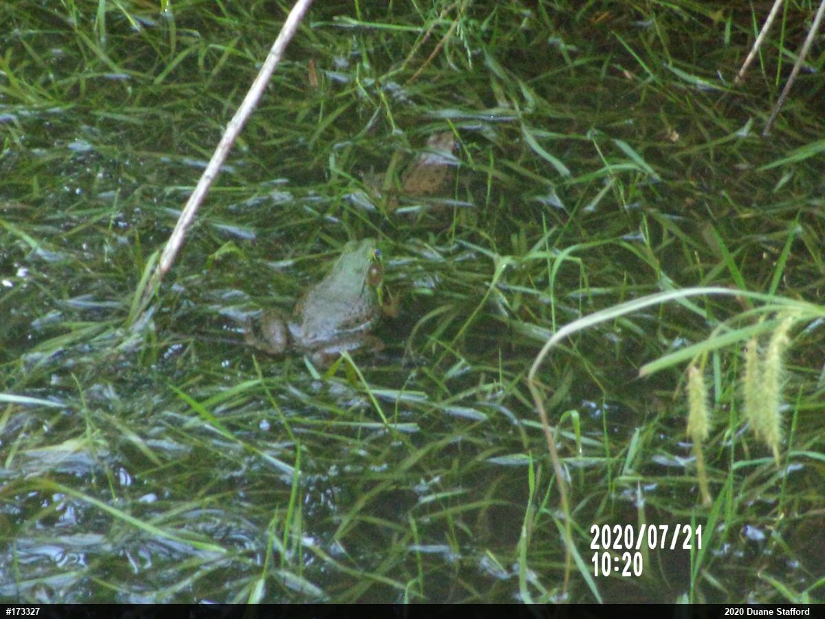 Green Frog