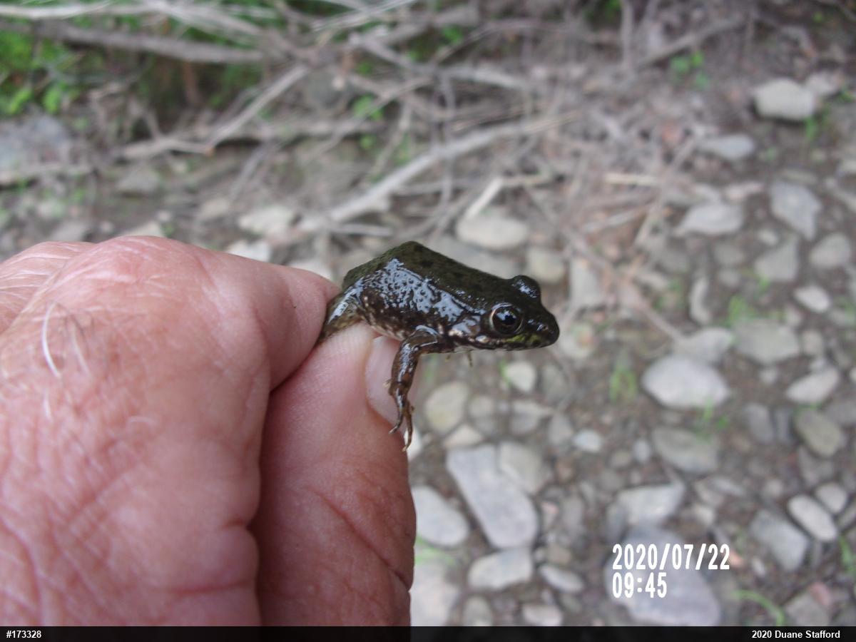 Green Frog