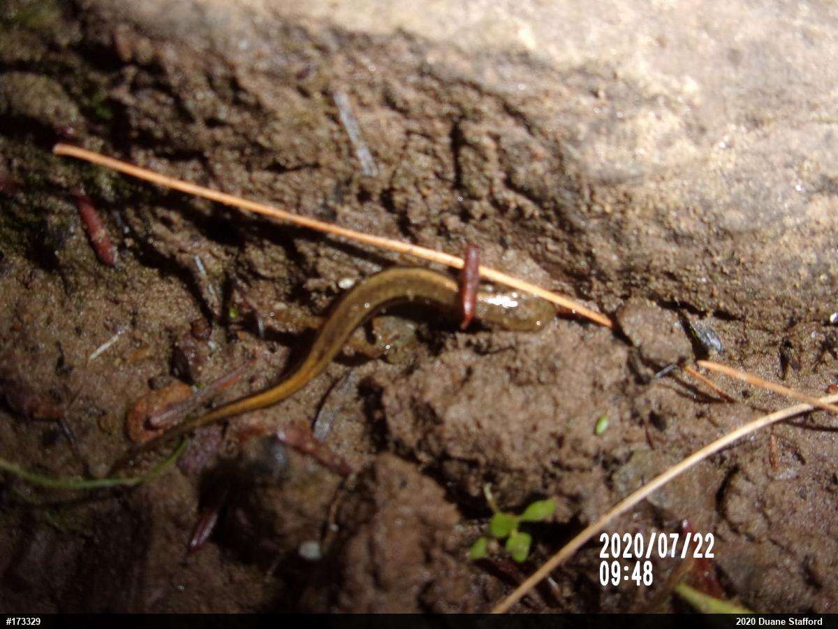 Northern Two-lined Salamander