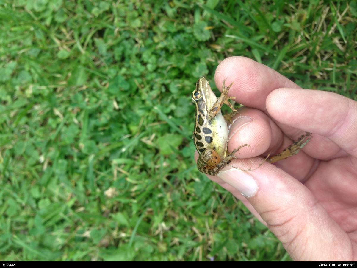 Pickerel Frog