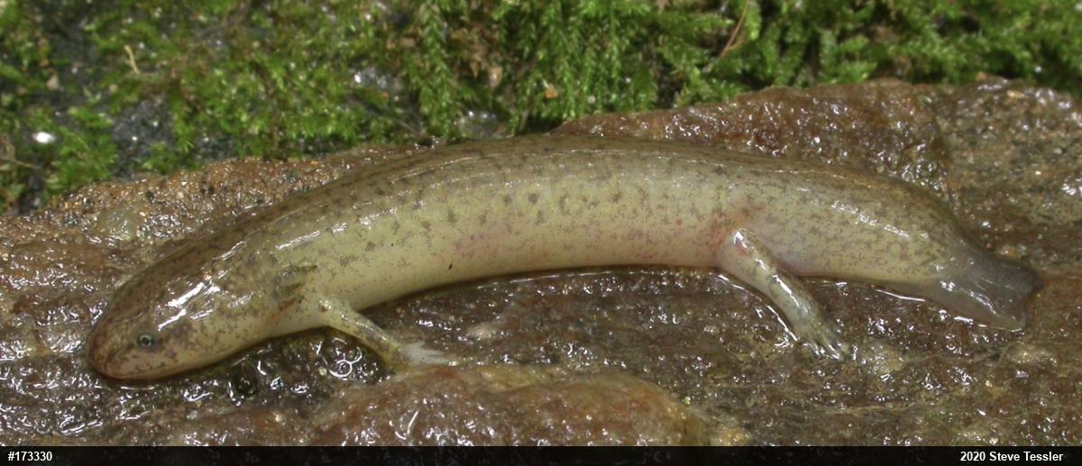 Northern Red Salamander