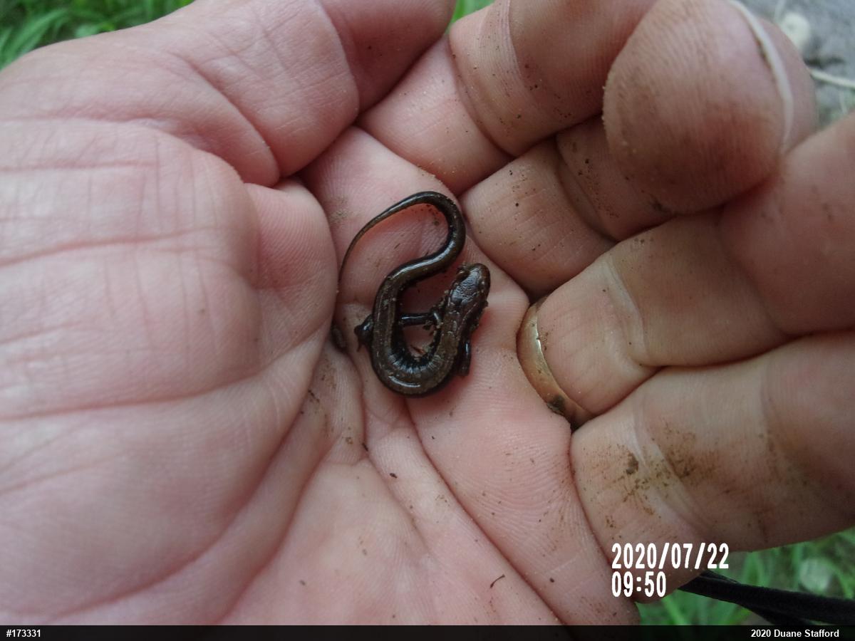 Allegheny Mountain Dusky Salamander