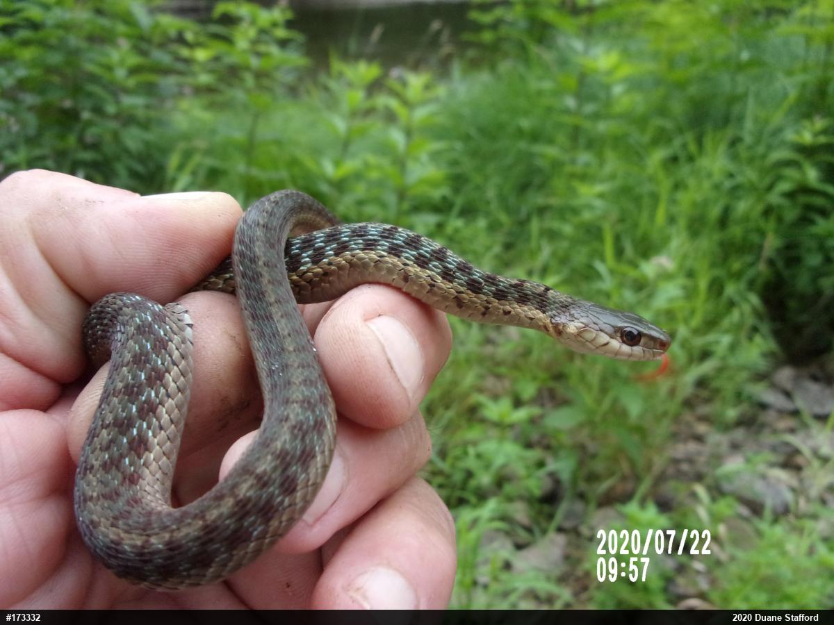 Eastern Gartersnake