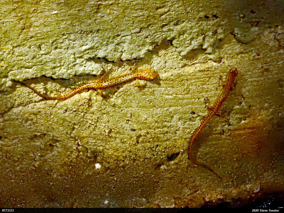 Eastern Long-tailed Salamander
