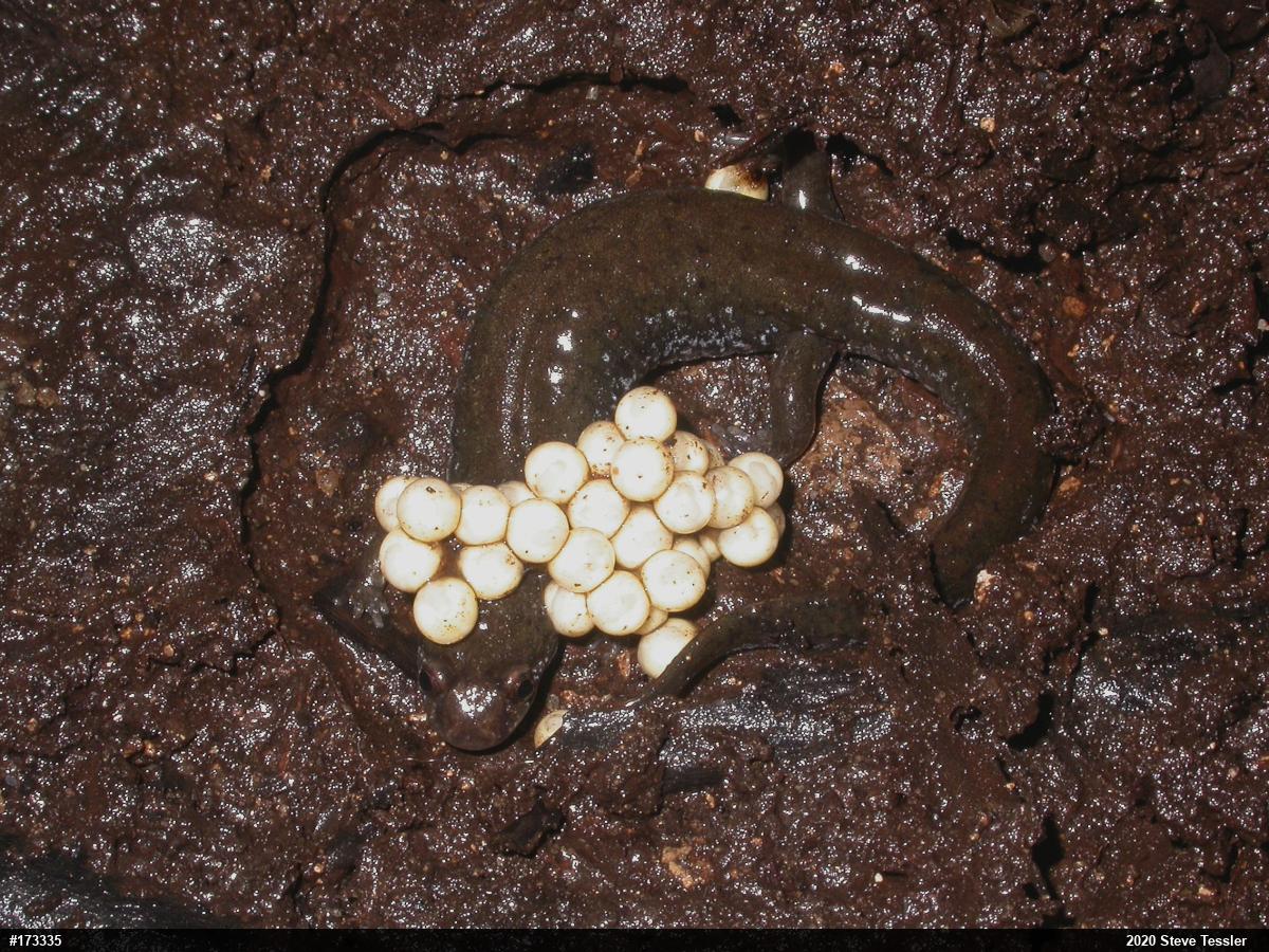 Northern Dusky Salamander