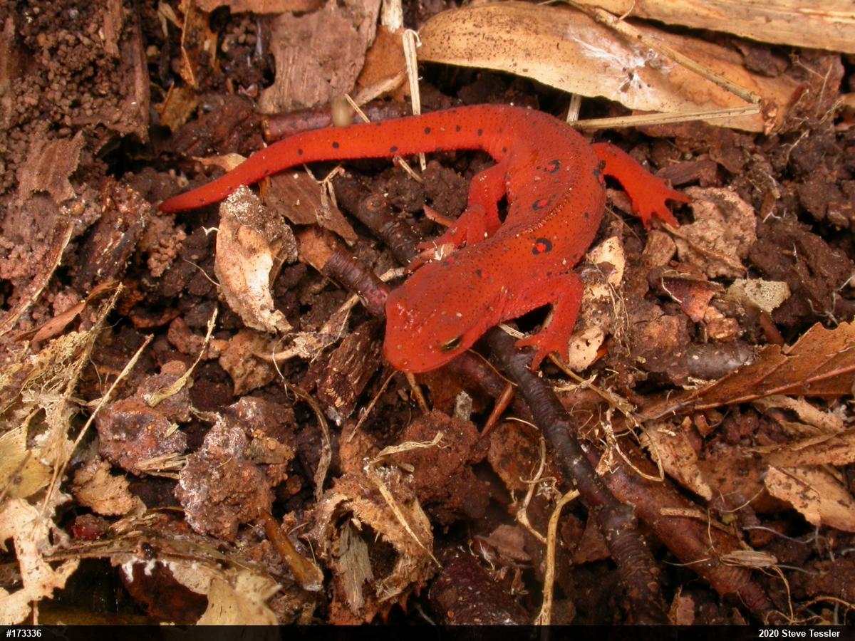 Red-spotted Newt