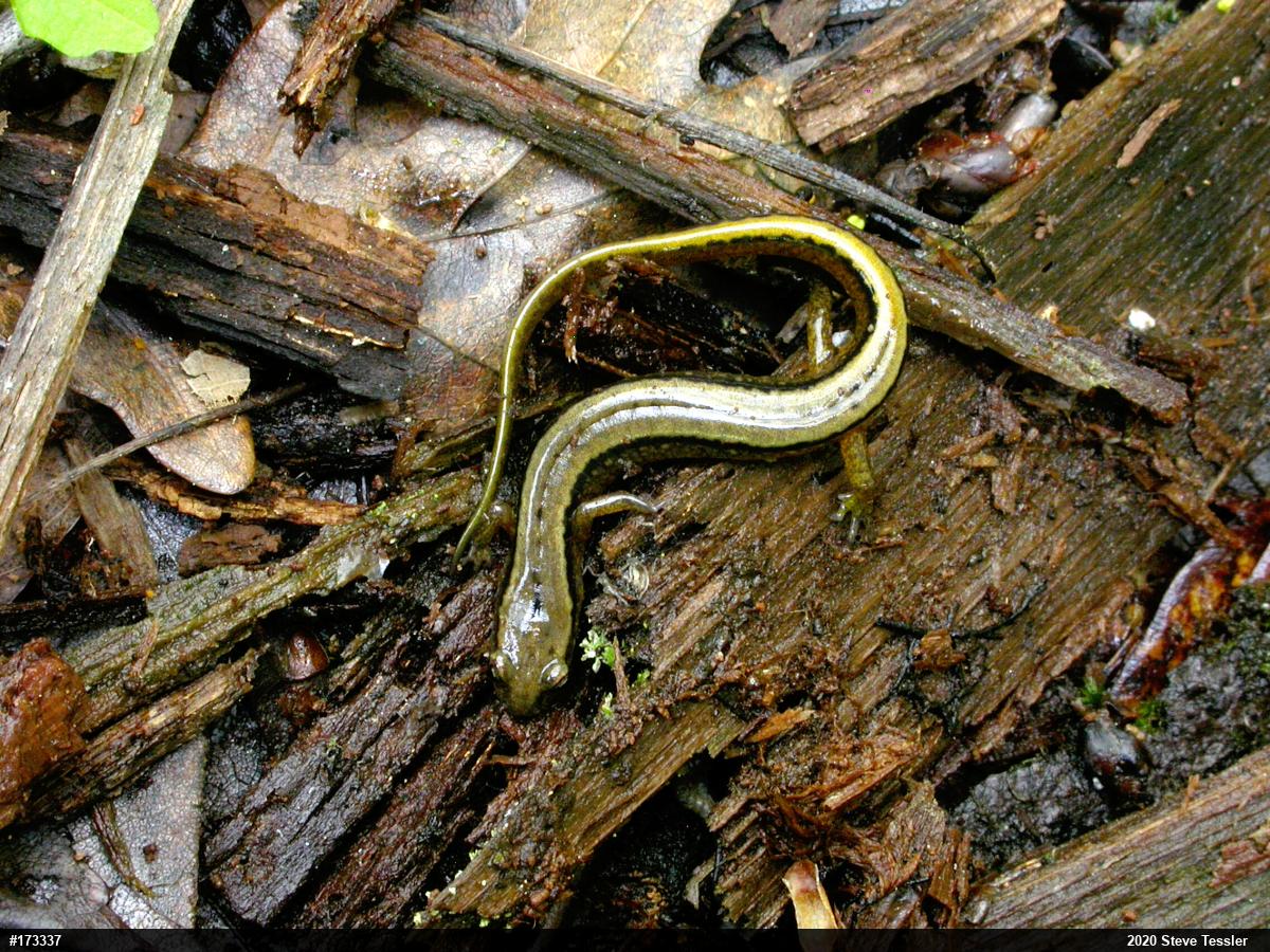 Northern Two-lined Salamander