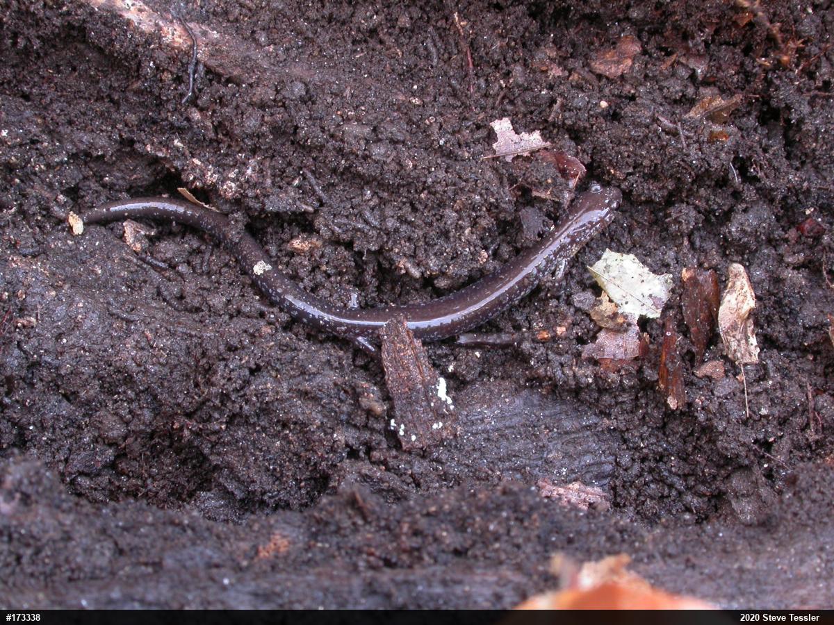 Eastern Red-backed  Salamander