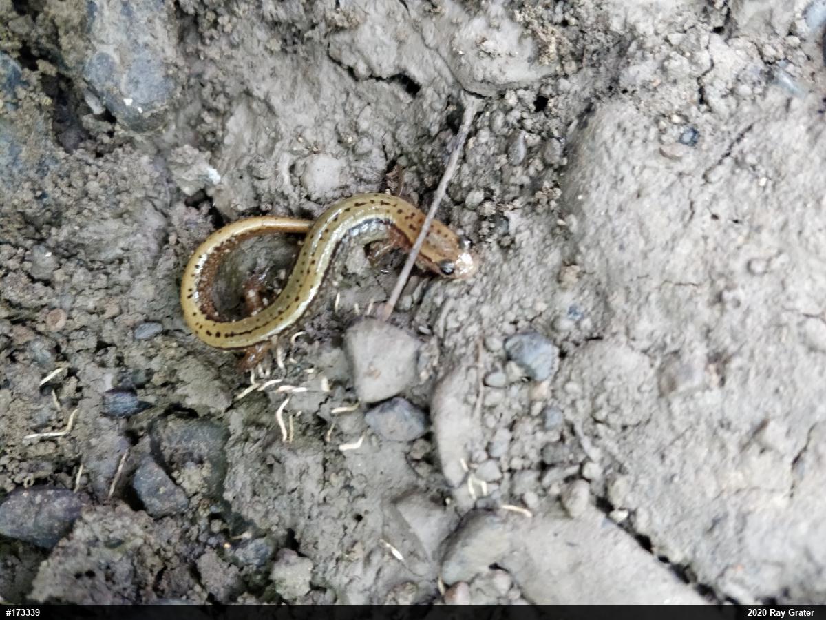Northern Two-lined Salamander