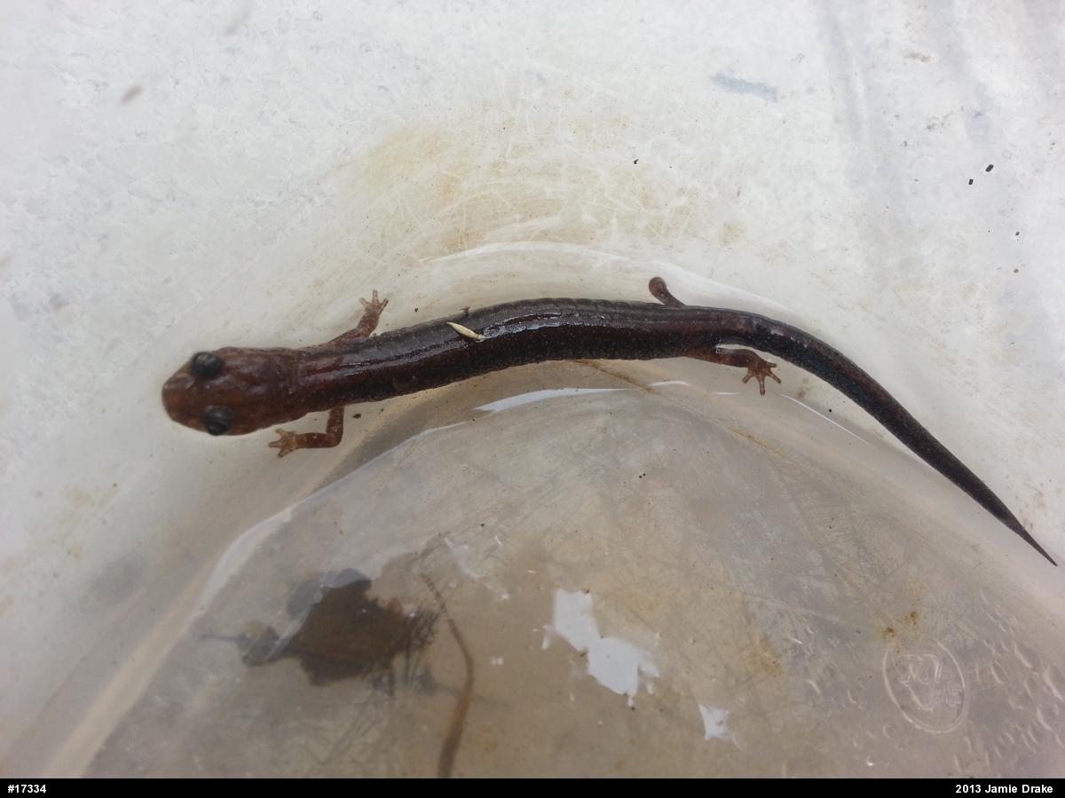 Eastern Red-backed  Salamander