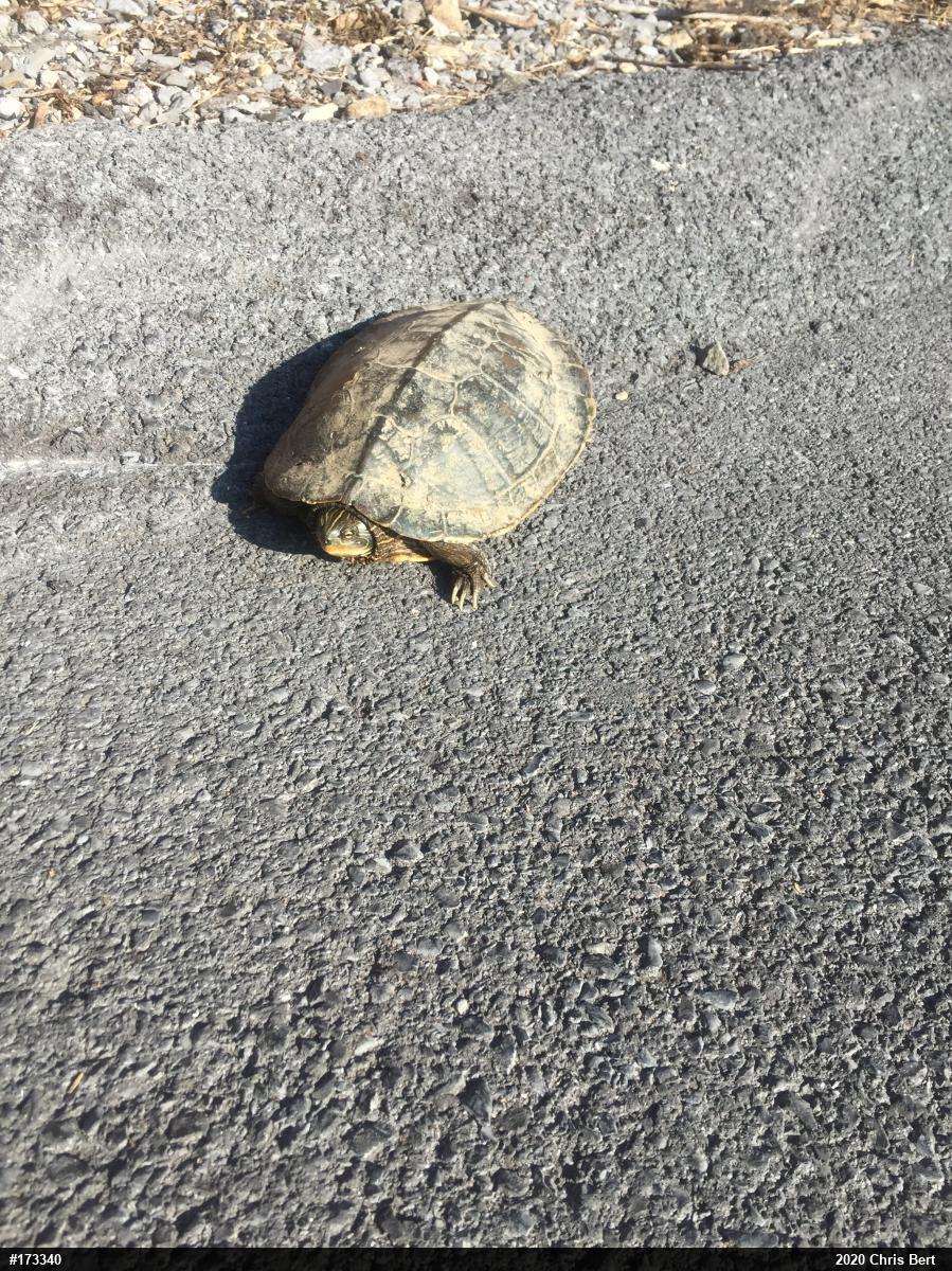 Northern Map Turtle