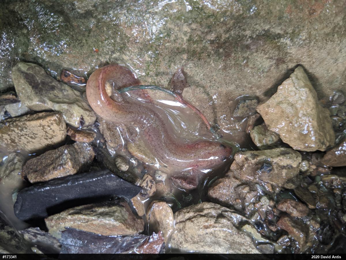 Northern Spring Salamander