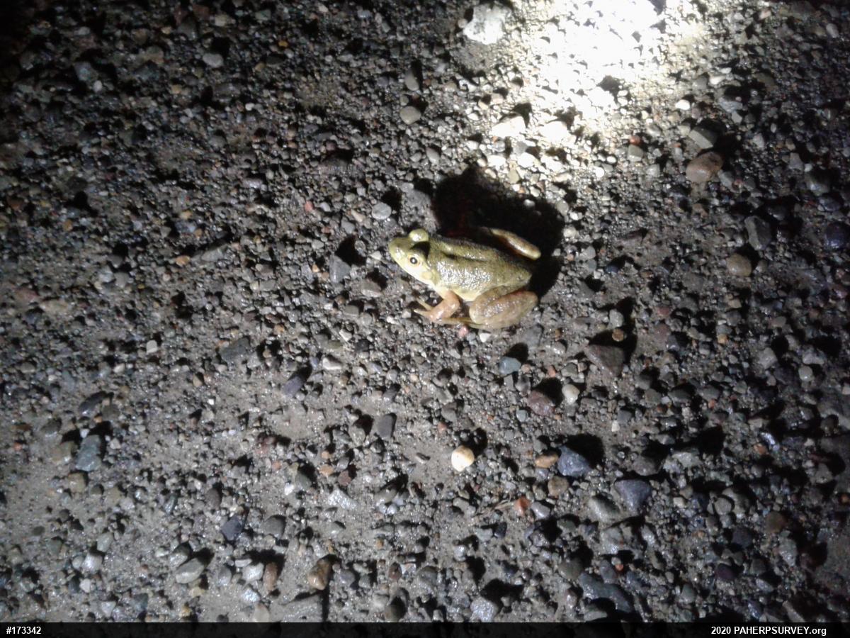 American Bullfrog
