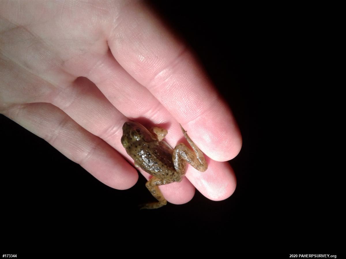 Green Frog